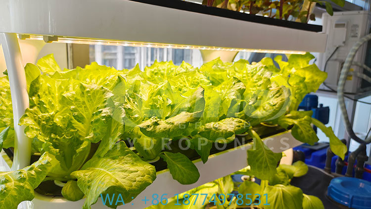 Agriculture Vertical Farming - c Agriculture Machine to Growing VegetableLettuce