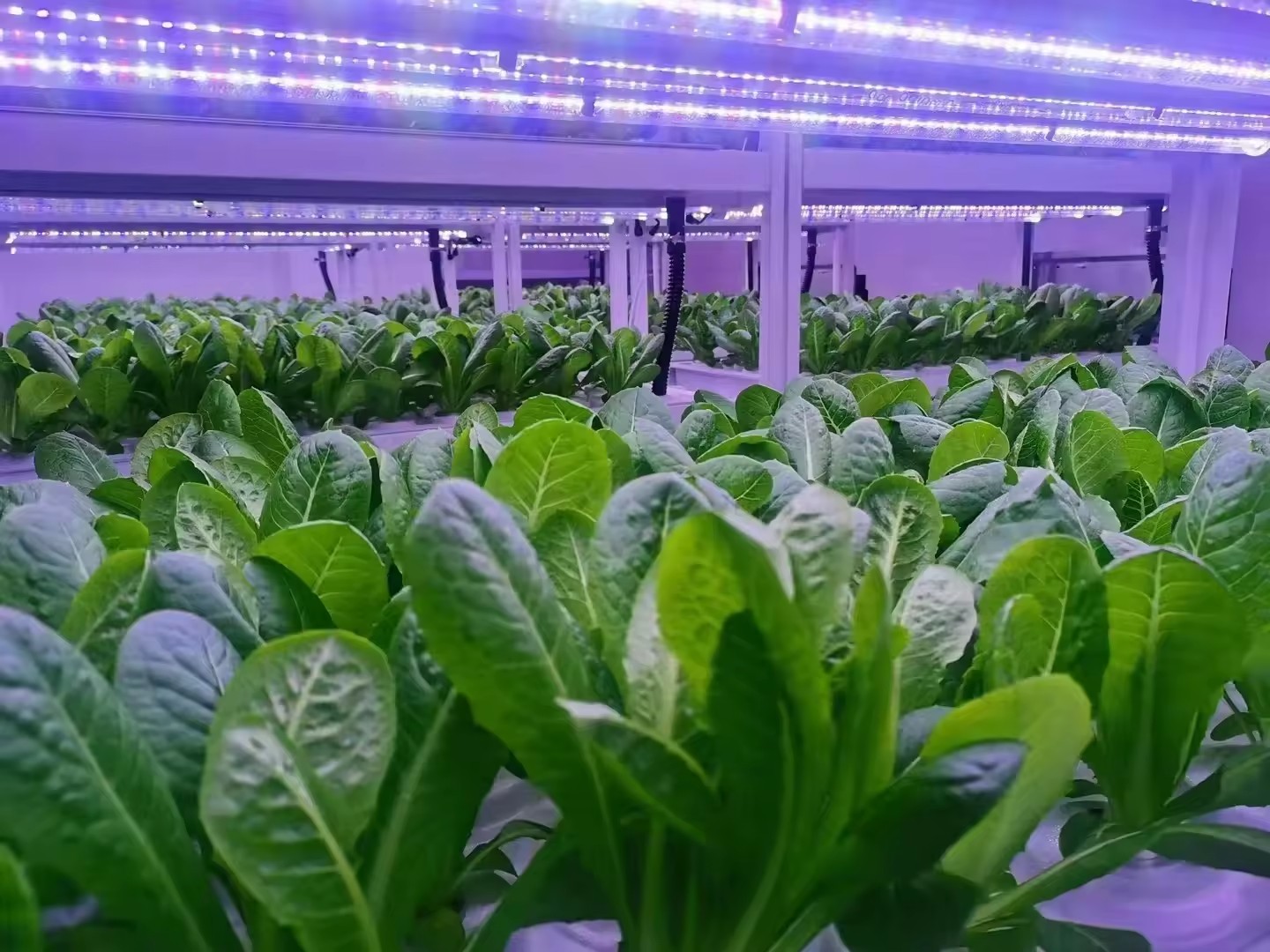 f Greenhouse Agricultural Equi - Agriculture Farming Vegetables recension och pris