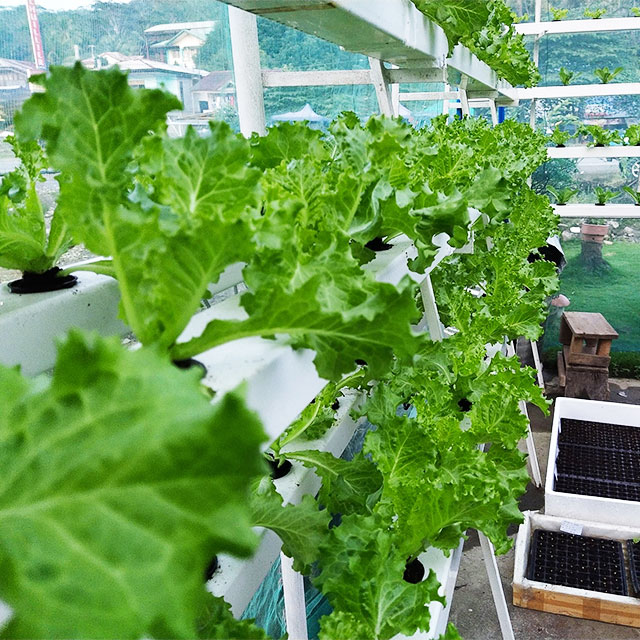 Agricultural Greenhouses Lettu - Agriculture Vertical Farming recension och pris